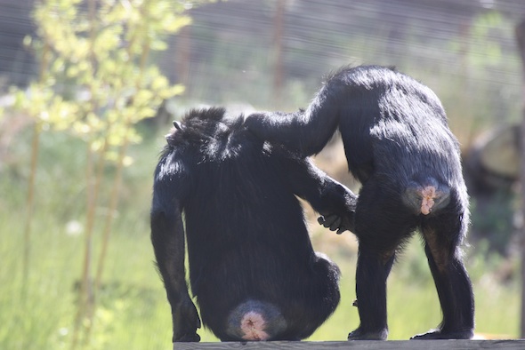 Bonobo penis fencing Escorts st petersburg florida